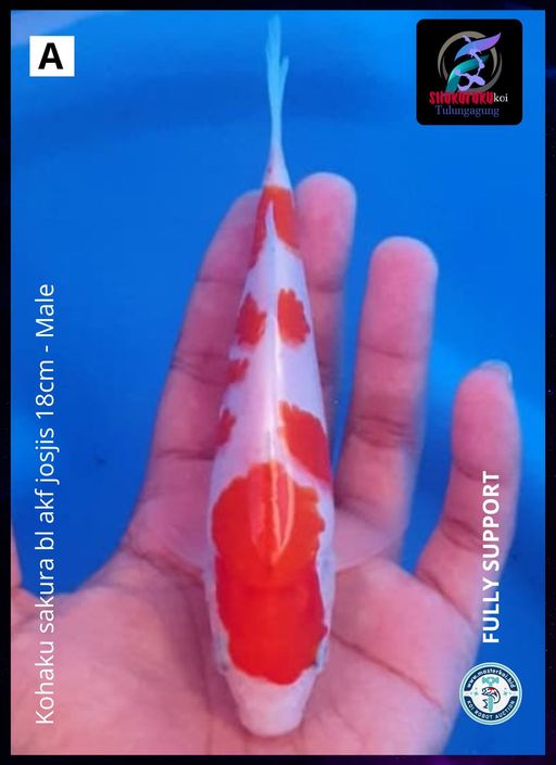 Lelang Koi Online, Jual Beli Ikan Koi, Pusat Jual Beli Koi, Info Lelang Koi Hari Ini, Platform Jual Beli Koi, Jual Beli Ikan Koi Online, Marketplace Ikan Koi, Jual Koi Terbaik, Tempat Beli Koi Berkualitas, Pasar Ikan Koi Online Terpercaya, Penjual Ikan Koi Terpercaya, Beli Koi Hias Online, Ikan Koi untuk Dijual, Koi Kualitas Terbaik, Toko Online Ikan Koi, Koi Hias Untuk Dijual, Jual Beli Ikan Koi Lokal, Koi Indonesia Online, Pusat Jual Beli Koi Terbesar