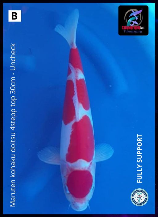 Lelang Koi Online, Jual Beli Ikan Koi, Pusat Jual Beli Koi, Info Lelang Koi Hari Ini, Platform Jual Beli Koi, Jual Beli Ikan Koi Online, Marketplace Ikan Koi, Jual Koi Terbaik, Tempat Beli Koi Berkualitas, Pasar Ikan Koi Online Terpercaya, Penjual Ikan Koi Terpercaya, Beli Koi Hias Online, Ikan Koi untuk Dijual, Koi Kualitas Terbaik, Toko Online Ikan Koi, Koi Hias Untuk Dijual, Jual Beli Ikan Koi Lokal, Koi Indonesia Online, Pusat Jual Beli Koi Terbesar