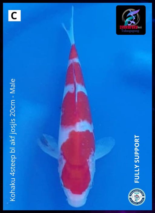 Lelang Koi Online, Jual Beli Ikan Koi, Pusat Jual Beli Koi, Info Lelang Koi Hari Ini, Platform Jual Beli Koi, Jual Beli Ikan Koi Online, Marketplace Ikan Koi, Jual Koi Terbaik, Tempat Beli Koi Berkualitas, Pasar Ikan Koi Online Terpercaya, Penjual Ikan Koi Terpercaya, Beli Koi Hias Online, Ikan Koi untuk Dijual, Koi Kualitas Terbaik, Toko Online Ikan Koi, Koi Hias Untuk Dijual, Jual Beli Ikan Koi Lokal, Koi Indonesia Online, Pusat Jual Beli Koi Terbesar