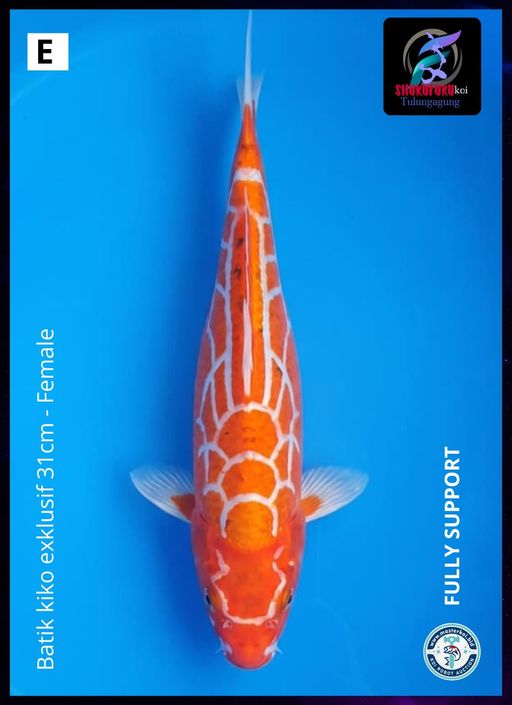Lelang Koi Online, Jual Beli Ikan Koi, Pusat Jual Beli Koi, Info Lelang Koi Hari Ini, Platform Jual Beli Koi, Jual Beli Ikan Koi Online, Marketplace Ikan Koi, Jual Koi Terbaik, Tempat Beli Koi Berkualitas, Pasar Ikan Koi Online Terpercaya, Penjual Ikan Koi Terpercaya, Beli Koi Hias Online, Ikan Koi untuk Dijual, Koi Kualitas Terbaik, Toko Online Ikan Koi, Koi Hias Untuk Dijual, Jual Beli Ikan Koi Lokal, Koi Indonesia Online, Pusat Jual Beli Koi Terbesar