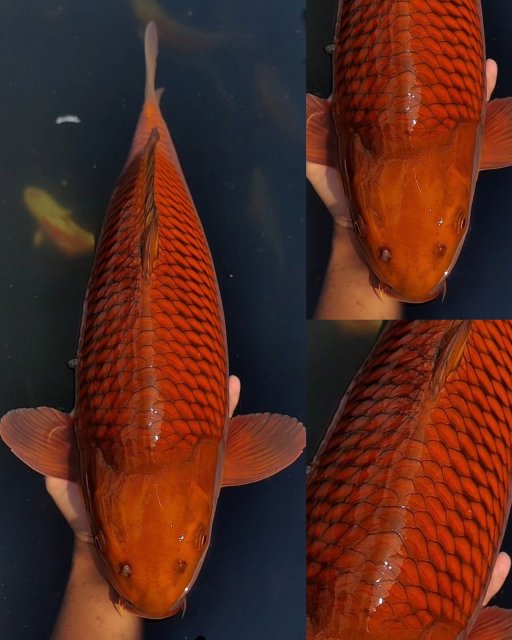 Lelang Koi Online, Jual Beli Ikan Koi, Pusat Jual Beli Koi, Info Lelang Koi Hari Ini, Platform Jual Beli Koi, Jual Beli Ikan Koi Online, Marketplace Ikan Koi, Jual Koi Terbaik, Tempat Beli Koi Berkualitas, Pasar Ikan Koi Online Terpercaya, Penjual Ikan Koi Terpercaya, Beli Koi Hias Online, Ikan Koi untuk Dijual, Koi Kualitas Terbaik, Toko Online Ikan Koi, Koi Hias Untuk Dijual, Jual Beli Ikan Koi Lokal, Koi Indonesia Online, Pusat Jual Beli Koi Terbesar
