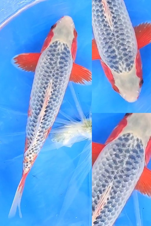Lelang Koi Online, Jual Beli Ikan Koi, Pusat Jual Beli Koi, Info Lelang Koi Hari Ini, Platform Jual Beli Koi, Jual Beli Ikan Koi Online, Marketplace Ikan Koi, Jual Koi Terbaik, Tempat Beli Koi Berkualitas, Pasar Ikan Koi Online Terpercaya, Penjual Ikan Koi Terpercaya, Beli Koi Hias Online, Ikan Koi untuk Dijual, Koi Kualitas Terbaik, Toko Online Ikan Koi, Koi Hias Untuk Dijual, Jual Beli Ikan Koi Lokal, Koi Indonesia Online, Pusat Jual Beli Koi Terbesar