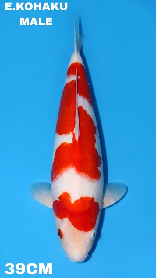 Lelang Koi Online, Jual Beli Ikan Koi, Pusat Jual Beli Koi, Info Lelang Koi Hari Ini, Platform Jual Beli Koi, Jual Beli Ikan Koi Online, Marketplace Ikan Koi, Jual Koi Terbaik, Tempat Beli Koi Berkualitas, Pasar Ikan Koi Online Terpercaya, Penjual Ikan Koi Terpercaya, Beli Koi Hias Online, Ikan Koi untuk Dijual, Koi Kualitas Terbaik, Toko Online Ikan Koi, Koi Hias Untuk Dijual, Jual Beli Ikan Koi Lokal, Koi Indonesia Online, Pusat Jual Beli Koi Terbesar
