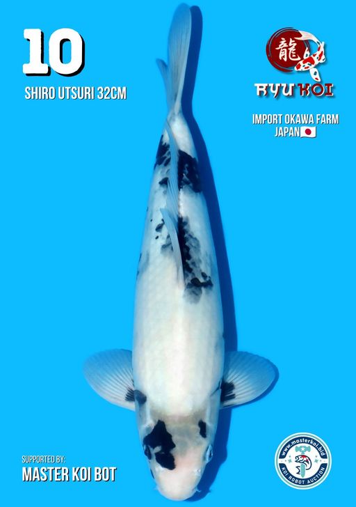 Lelang Koi Online, Jual Beli Ikan Koi, Pusat Jual Beli Koi, Info Lelang Koi Hari Ini, Platform Jual Beli Koi, Jual Beli Ikan Koi Online, Marketplace Ikan Koi, Jual Koi Terbaik, Tempat Beli Koi Berkualitas, Pasar Ikan Koi Online Terpercaya, Penjual Ikan Koi Terpercaya, Beli Koi Hias Online, Ikan Koi untuk Dijual, Koi Kualitas Terbaik, Toko Online Ikan Koi, Koi Hias Untuk Dijual, Jual Beli Ikan Koi Lokal, Koi Indonesia Online, Pusat Jual Beli Koi Terbesar
