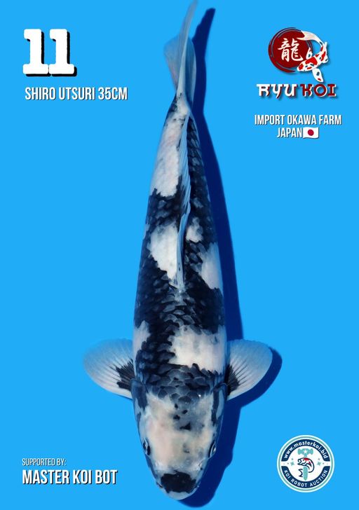 Lelang Koi Online, Jual Beli Ikan Koi, Pusat Jual Beli Koi, Info Lelang Koi Hari Ini, Platform Jual Beli Koi, Jual Beli Ikan Koi Online, Marketplace Ikan Koi, Jual Koi Terbaik, Tempat Beli Koi Berkualitas, Pasar Ikan Koi Online Terpercaya, Penjual Ikan Koi Terpercaya, Beli Koi Hias Online, Ikan Koi untuk Dijual, Koi Kualitas Terbaik, Toko Online Ikan Koi, Koi Hias Untuk Dijual, Jual Beli Ikan Koi Lokal, Koi Indonesia Online, Pusat Jual Beli Koi Terbesar