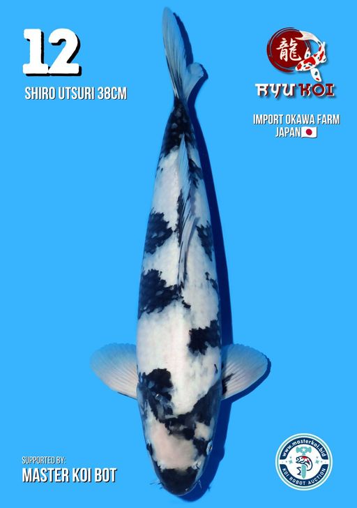 Lelang Koi Online, Jual Beli Ikan Koi, Pusat Jual Beli Koi, Info Lelang Koi Hari Ini, Platform Jual Beli Koi, Jual Beli Ikan Koi Online, Marketplace Ikan Koi, Jual Koi Terbaik, Tempat Beli Koi Berkualitas, Pasar Ikan Koi Online Terpercaya, Penjual Ikan Koi Terpercaya, Beli Koi Hias Online, Ikan Koi untuk Dijual, Koi Kualitas Terbaik, Toko Online Ikan Koi, Koi Hias Untuk Dijual, Jual Beli Ikan Koi Lokal, Koi Indonesia Online, Pusat Jual Beli Koi Terbesar