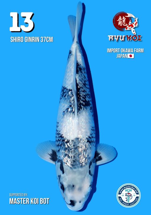 Lelang Koi Online, Jual Beli Ikan Koi, Pusat Jual Beli Koi, Info Lelang Koi Hari Ini, Platform Jual Beli Koi, Jual Beli Ikan Koi Online, Marketplace Ikan Koi, Jual Koi Terbaik, Tempat Beli Koi Berkualitas, Pasar Ikan Koi Online Terpercaya, Penjual Ikan Koi Terpercaya, Beli Koi Hias Online, Ikan Koi untuk Dijual, Koi Kualitas Terbaik, Toko Online Ikan Koi, Koi Hias Untuk Dijual, Jual Beli Ikan Koi Lokal, Koi Indonesia Online, Pusat Jual Beli Koi Terbesar