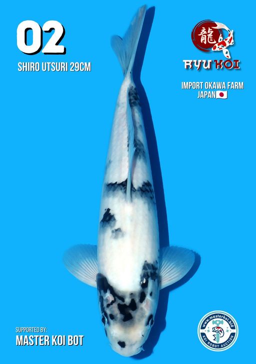 Lelang Koi Online, Jual Beli Ikan Koi, Pusat Jual Beli Koi, Info Lelang Koi Hari Ini, Platform Jual Beli Koi, Jual Beli Ikan Koi Online, Marketplace Ikan Koi, Jual Koi Terbaik, Tempat Beli Koi Berkualitas, Pasar Ikan Koi Online Terpercaya, Penjual Ikan Koi Terpercaya, Beli Koi Hias Online, Ikan Koi untuk Dijual, Koi Kualitas Terbaik, Toko Online Ikan Koi, Koi Hias Untuk Dijual, Jual Beli Ikan Koi Lokal, Koi Indonesia Online, Pusat Jual Beli Koi Terbesar