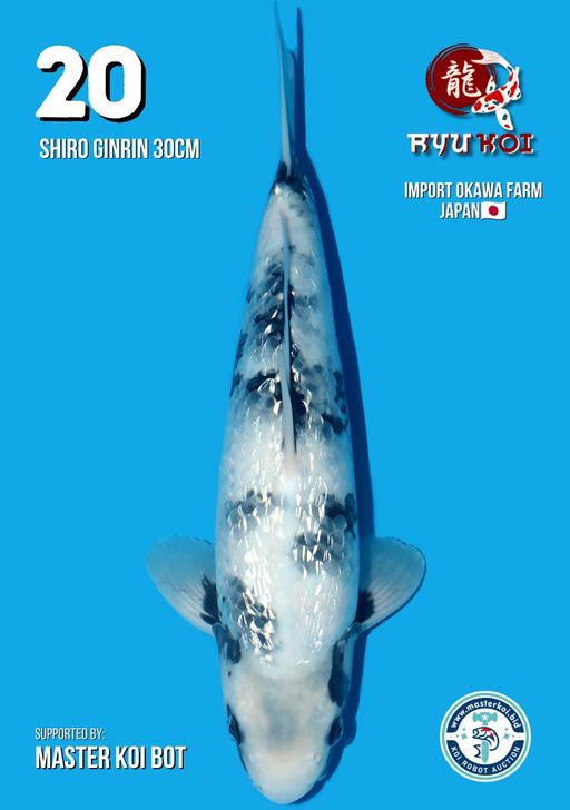 Lelang Koi Online, Jual Beli Ikan Koi, Pusat Jual Beli Koi, Info Lelang Koi Hari Ini, Platform Jual Beli Koi, Jual Beli Ikan Koi Online, Marketplace Ikan Koi, Jual Koi Terbaik, Tempat Beli Koi Berkualitas, Pasar Ikan Koi Online Terpercaya, Penjual Ikan Koi Terpercaya, Beli Koi Hias Online, Ikan Koi untuk Dijual, Koi Kualitas Terbaik, Toko Online Ikan Koi, Koi Hias Untuk Dijual, Jual Beli Ikan Koi Lokal, Koi Indonesia Online, Pusat Jual Beli Koi Terbesar