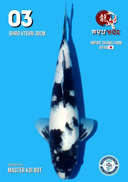 Lelang Koi Online, Jual Beli Ikan Koi, Pusat Jual Beli Koi, Info Lelang Koi Hari Ini, Platform Jual Beli Koi, Jual Beli Ikan Koi Online, Marketplace Ikan Koi, Jual Koi Terbaik, Tempat Beli Koi Berkualitas, Pasar Ikan Koi Online Terpercaya, Penjual Ikan Koi Terpercaya, Beli Koi Hias Online, Ikan Koi untuk Dijual, Koi Kualitas Terbaik, Toko Online Ikan Koi, Koi Hias Untuk Dijual, Jual Beli Ikan Koi Lokal, Koi Indonesia Online, Pusat Jual Beli Koi Terbesar