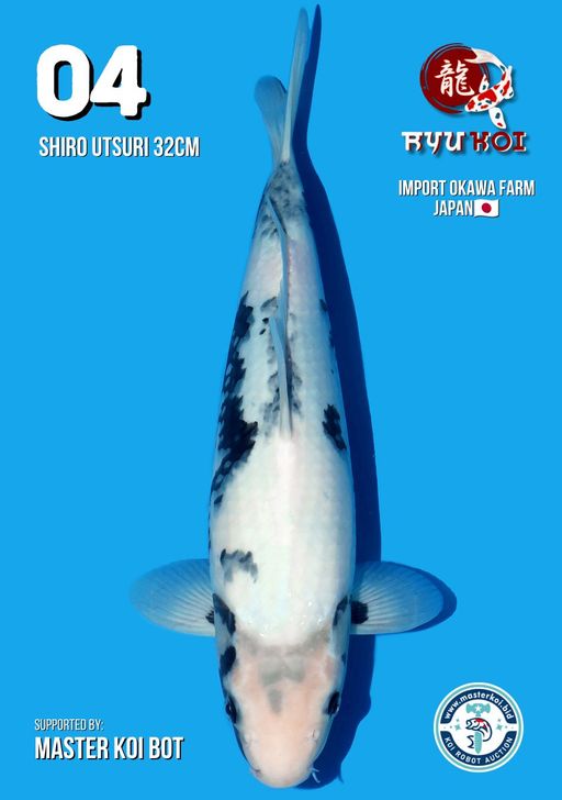 Lelang Koi Online, Jual Beli Ikan Koi, Pusat Jual Beli Koi, Info Lelang Koi Hari Ini, Platform Jual Beli Koi, Jual Beli Ikan Koi Online, Marketplace Ikan Koi, Jual Koi Terbaik, Tempat Beli Koi Berkualitas, Pasar Ikan Koi Online Terpercaya, Penjual Ikan Koi Terpercaya, Beli Koi Hias Online, Ikan Koi untuk Dijual, Koi Kualitas Terbaik, Toko Online Ikan Koi, Koi Hias Untuk Dijual, Jual Beli Ikan Koi Lokal, Koi Indonesia Online, Pusat Jual Beli Koi Terbesar
