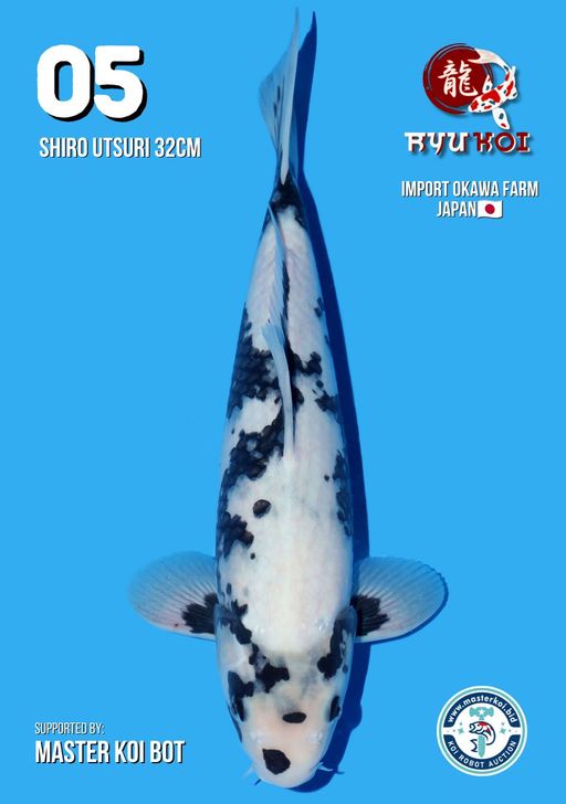 Lelang Koi Online, Jual Beli Ikan Koi, Pusat Jual Beli Koi, Info Lelang Koi Hari Ini, Platform Jual Beli Koi, Jual Beli Ikan Koi Online, Marketplace Ikan Koi, Jual Koi Terbaik, Tempat Beli Koi Berkualitas, Pasar Ikan Koi Online Terpercaya, Penjual Ikan Koi Terpercaya, Beli Koi Hias Online, Ikan Koi untuk Dijual, Koi Kualitas Terbaik, Toko Online Ikan Koi, Koi Hias Untuk Dijual, Jual Beli Ikan Koi Lokal, Koi Indonesia Online, Pusat Jual Beli Koi Terbesar