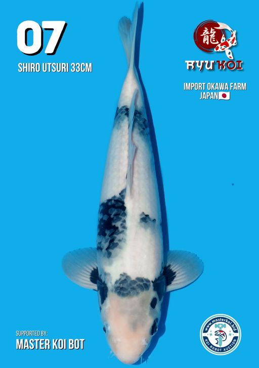 Lelang Koi Online, Jual Beli Ikan Koi, Pusat Jual Beli Koi, Info Lelang Koi Hari Ini, Platform Jual Beli Koi, Jual Beli Ikan Koi Online, Marketplace Ikan Koi, Jual Koi Terbaik, Tempat Beli Koi Berkualitas, Pasar Ikan Koi Online Terpercaya, Penjual Ikan Koi Terpercaya, Beli Koi Hias Online, Ikan Koi untuk Dijual, Koi Kualitas Terbaik, Toko Online Ikan Koi, Koi Hias Untuk Dijual, Jual Beli Ikan Koi Lokal, Koi Indonesia Online, Pusat Jual Beli Koi Terbesar