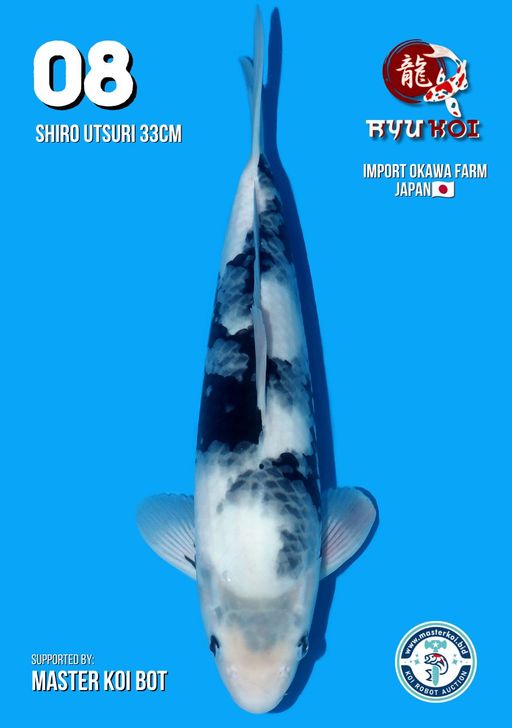 Lelang Koi Online, Jual Beli Ikan Koi, Pusat Jual Beli Koi, Info Lelang Koi Hari Ini, Platform Jual Beli Koi, Jual Beli Ikan Koi Online, Marketplace Ikan Koi, Jual Koi Terbaik, Tempat Beli Koi Berkualitas, Pasar Ikan Koi Online Terpercaya, Penjual Ikan Koi Terpercaya, Beli Koi Hias Online, Ikan Koi untuk Dijual, Koi Kualitas Terbaik, Toko Online Ikan Koi, Koi Hias Untuk Dijual, Jual Beli Ikan Koi Lokal, Koi Indonesia Online, Pusat Jual Beli Koi Terbesar