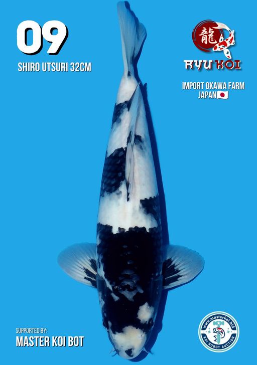 Lelang Koi Online, Jual Beli Ikan Koi, Pusat Jual Beli Koi, Info Lelang Koi Hari Ini, Platform Jual Beli Koi, Jual Beli Ikan Koi Online, Marketplace Ikan Koi, Jual Koi Terbaik, Tempat Beli Koi Berkualitas, Pasar Ikan Koi Online Terpercaya, Penjual Ikan Koi Terpercaya, Beli Koi Hias Online, Ikan Koi untuk Dijual, Koi Kualitas Terbaik, Toko Online Ikan Koi, Koi Hias Untuk Dijual, Jual Beli Ikan Koi Lokal, Koi Indonesia Online, Pusat Jual Beli Koi Terbesar