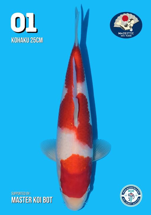 Lelang Koi Online, Jual Beli Ikan Koi, Pusat Jual Beli Koi, Info Lelang Koi Hari Ini, Platform Jual Beli Koi, Jual Beli Ikan Koi Online, Marketplace Ikan Koi, Jual Koi Terbaik, Tempat Beli Koi Berkualitas, Pasar Ikan Koi Online Terpercaya, Penjual Ikan Koi Terpercaya, Beli Koi Hias Online, Ikan Koi untuk Dijual, Koi Kualitas Terbaik, Toko Online Ikan Koi, Koi Hias Untuk Dijual, Jual Beli Ikan Koi Lokal, Koi Indonesia Online, Pusat Jual Beli Koi Terbesar