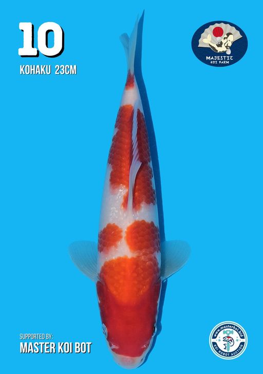 Lelang Koi Online, Jual Beli Ikan Koi, Pusat Jual Beli Koi, Info Lelang Koi Hari Ini, Platform Jual Beli Koi, Jual Beli Ikan Koi Online, Marketplace Ikan Koi, Jual Koi Terbaik, Tempat Beli Koi Berkualitas, Pasar Ikan Koi Online Terpercaya, Penjual Ikan Koi Terpercaya, Beli Koi Hias Online, Ikan Koi untuk Dijual, Koi Kualitas Terbaik, Toko Online Ikan Koi, Koi Hias Untuk Dijual, Jual Beli Ikan Koi Lokal, Koi Indonesia Online, Pusat Jual Beli Koi Terbesar