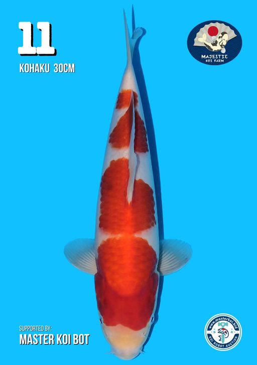 Lelang Koi Online, Jual Beli Ikan Koi, Pusat Jual Beli Koi, Info Lelang Koi Hari Ini, Platform Jual Beli Koi, Jual Beli Ikan Koi Online, Marketplace Ikan Koi, Jual Koi Terbaik, Tempat Beli Koi Berkualitas, Pasar Ikan Koi Online Terpercaya, Penjual Ikan Koi Terpercaya, Beli Koi Hias Online, Ikan Koi untuk Dijual, Koi Kualitas Terbaik, Toko Online Ikan Koi, Koi Hias Untuk Dijual, Jual Beli Ikan Koi Lokal, Koi Indonesia Online, Pusat Jual Beli Koi Terbesar