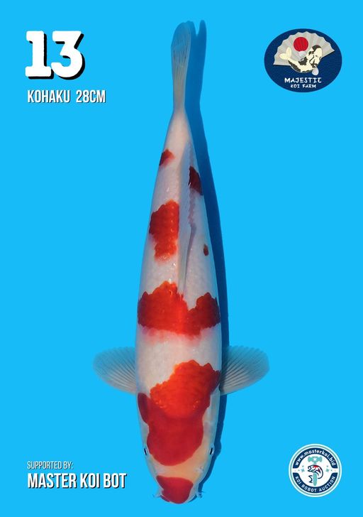 Lelang Koi Online, Jual Beli Ikan Koi, Pusat Jual Beli Koi, Info Lelang Koi Hari Ini, Platform Jual Beli Koi, Jual Beli Ikan Koi Online, Marketplace Ikan Koi, Jual Koi Terbaik, Tempat Beli Koi Berkualitas, Pasar Ikan Koi Online Terpercaya, Penjual Ikan Koi Terpercaya, Beli Koi Hias Online, Ikan Koi untuk Dijual, Koi Kualitas Terbaik, Toko Online Ikan Koi, Koi Hias Untuk Dijual, Jual Beli Ikan Koi Lokal, Koi Indonesia Online, Pusat Jual Beli Koi Terbesar