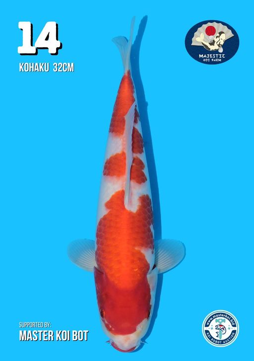 Lelang Koi Online, Jual Beli Ikan Koi, Pusat Jual Beli Koi, Info Lelang Koi Hari Ini, Platform Jual Beli Koi, Jual Beli Ikan Koi Online, Marketplace Ikan Koi, Jual Koi Terbaik, Tempat Beli Koi Berkualitas, Pasar Ikan Koi Online Terpercaya, Penjual Ikan Koi Terpercaya, Beli Koi Hias Online, Ikan Koi untuk Dijual, Koi Kualitas Terbaik, Toko Online Ikan Koi, Koi Hias Untuk Dijual, Jual Beli Ikan Koi Lokal, Koi Indonesia Online, Pusat Jual Beli Koi Terbesar