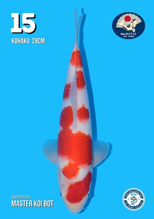 Lelang Koi Online, Jual Beli Ikan Koi, Pusat Jual Beli Koi, Info Lelang Koi Hari Ini, Platform Jual Beli Koi, Jual Beli Ikan Koi Online, Marketplace Ikan Koi, Jual Koi Terbaik, Tempat Beli Koi Berkualitas, Pasar Ikan Koi Online Terpercaya, Penjual Ikan Koi Terpercaya, Beli Koi Hias Online, Ikan Koi untuk Dijual, Koi Kualitas Terbaik, Toko Online Ikan Koi, Koi Hias Untuk Dijual, Jual Beli Ikan Koi Lokal, Koi Indonesia Online, Pusat Jual Beli Koi Terbesar
