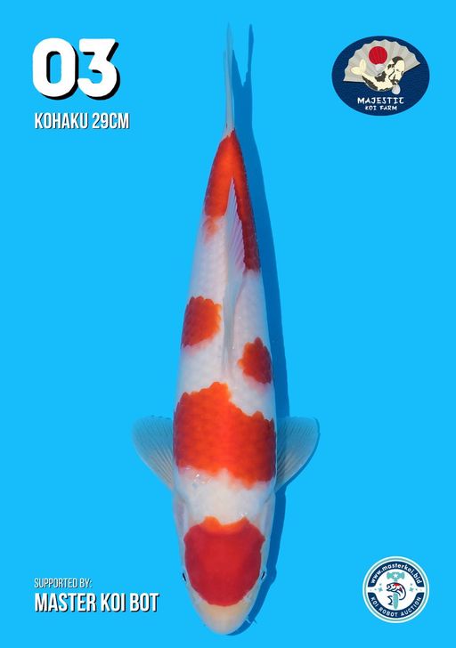 Lelang Koi Online, Jual Beli Ikan Koi, Pusat Jual Beli Koi, Info Lelang Koi Hari Ini, Platform Jual Beli Koi, Jual Beli Ikan Koi Online, Marketplace Ikan Koi, Jual Koi Terbaik, Tempat Beli Koi Berkualitas, Pasar Ikan Koi Online Terpercaya, Penjual Ikan Koi Terpercaya, Beli Koi Hias Online, Ikan Koi untuk Dijual, Koi Kualitas Terbaik, Toko Online Ikan Koi, Koi Hias Untuk Dijual, Jual Beli Ikan Koi Lokal, Koi Indonesia Online, Pusat Jual Beli Koi Terbesar