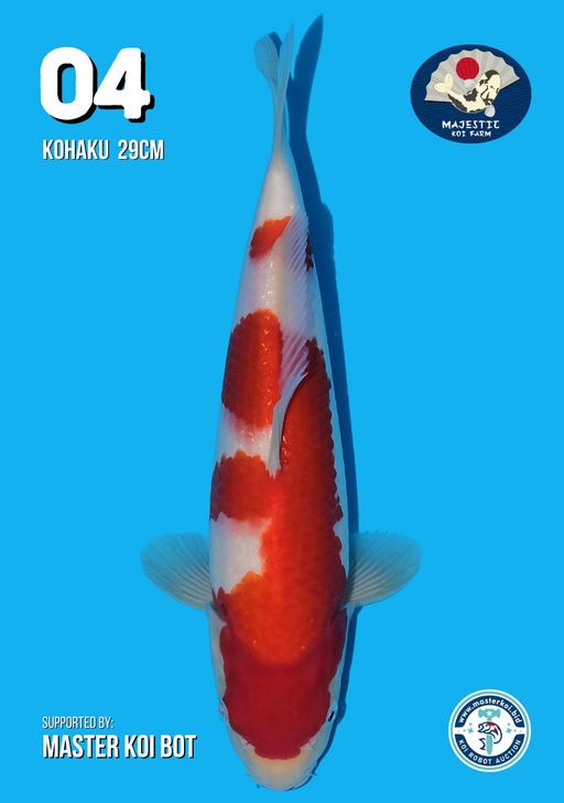Lelang Koi Online, Jual Beli Ikan Koi, Pusat Jual Beli Koi, Info Lelang Koi Hari Ini, Platform Jual Beli Koi, Jual Beli Ikan Koi Online, Marketplace Ikan Koi, Jual Koi Terbaik, Tempat Beli Koi Berkualitas, Pasar Ikan Koi Online Terpercaya, Penjual Ikan Koi Terpercaya, Beli Koi Hias Online, Ikan Koi untuk Dijual, Koi Kualitas Terbaik, Toko Online Ikan Koi, Koi Hias Untuk Dijual, Jual Beli Ikan Koi Lokal, Koi Indonesia Online, Pusat Jual Beli Koi Terbesar