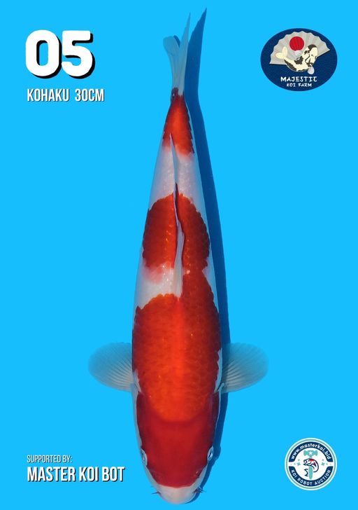 Lelang Koi Online, Jual Beli Ikan Koi, Pusat Jual Beli Koi, Info Lelang Koi Hari Ini, Platform Jual Beli Koi, Jual Beli Ikan Koi Online, Marketplace Ikan Koi, Jual Koi Terbaik, Tempat Beli Koi Berkualitas, Pasar Ikan Koi Online Terpercaya, Penjual Ikan Koi Terpercaya, Beli Koi Hias Online, Ikan Koi untuk Dijual, Koi Kualitas Terbaik, Toko Online Ikan Koi, Koi Hias Untuk Dijual, Jual Beli Ikan Koi Lokal, Koi Indonesia Online, Pusat Jual Beli Koi Terbesar