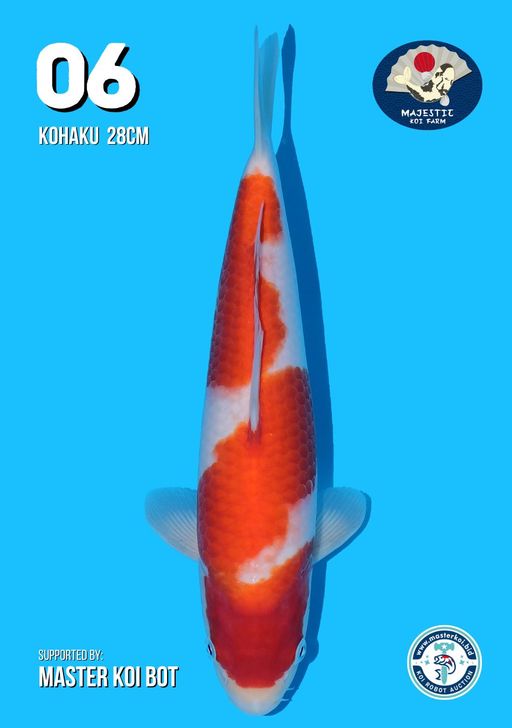 Lelang Koi Online, Jual Beli Ikan Koi, Pusat Jual Beli Koi, Info Lelang Koi Hari Ini, Platform Jual Beli Koi, Jual Beli Ikan Koi Online, Marketplace Ikan Koi, Jual Koi Terbaik, Tempat Beli Koi Berkualitas, Pasar Ikan Koi Online Terpercaya, Penjual Ikan Koi Terpercaya, Beli Koi Hias Online, Ikan Koi untuk Dijual, Koi Kualitas Terbaik, Toko Online Ikan Koi, Koi Hias Untuk Dijual, Jual Beli Ikan Koi Lokal, Koi Indonesia Online, Pusat Jual Beli Koi Terbesar
