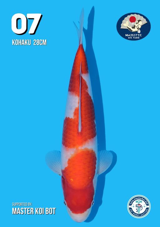Lelang Koi Online, Jual Beli Ikan Koi, Pusat Jual Beli Koi, Info Lelang Koi Hari Ini, Platform Jual Beli Koi, Jual Beli Ikan Koi Online, Marketplace Ikan Koi, Jual Koi Terbaik, Tempat Beli Koi Berkualitas, Pasar Ikan Koi Online Terpercaya, Penjual Ikan Koi Terpercaya, Beli Koi Hias Online, Ikan Koi untuk Dijual, Koi Kualitas Terbaik, Toko Online Ikan Koi, Koi Hias Untuk Dijual, Jual Beli Ikan Koi Lokal, Koi Indonesia Online, Pusat Jual Beli Koi Terbesar