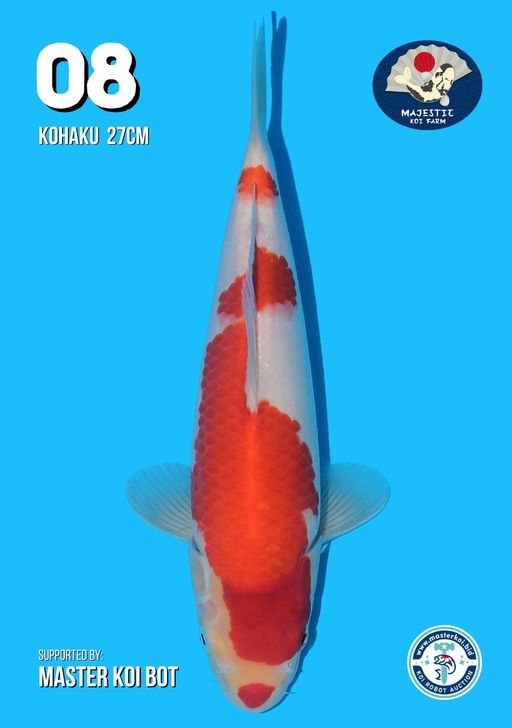 Lelang Koi Online, Jual Beli Ikan Koi, Pusat Jual Beli Koi, Info Lelang Koi Hari Ini, Platform Jual Beli Koi, Jual Beli Ikan Koi Online, Marketplace Ikan Koi, Jual Koi Terbaik, Tempat Beli Koi Berkualitas, Pasar Ikan Koi Online Terpercaya, Penjual Ikan Koi Terpercaya, Beli Koi Hias Online, Ikan Koi untuk Dijual, Koi Kualitas Terbaik, Toko Online Ikan Koi, Koi Hias Untuk Dijual, Jual Beli Ikan Koi Lokal, Koi Indonesia Online, Pusat Jual Beli Koi Terbesar