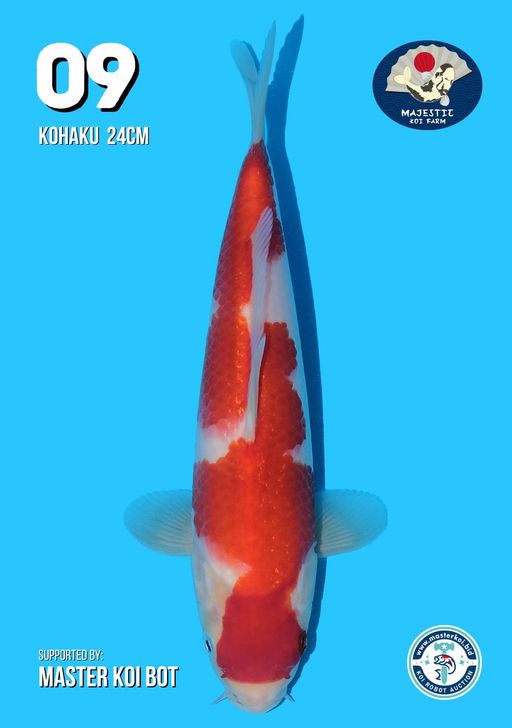 Lelang Koi Online, Jual Beli Ikan Koi, Pusat Jual Beli Koi, Info Lelang Koi Hari Ini, Platform Jual Beli Koi, Jual Beli Ikan Koi Online, Marketplace Ikan Koi, Jual Koi Terbaik, Tempat Beli Koi Berkualitas, Pasar Ikan Koi Online Terpercaya, Penjual Ikan Koi Terpercaya, Beli Koi Hias Online, Ikan Koi untuk Dijual, Koi Kualitas Terbaik, Toko Online Ikan Koi, Koi Hias Untuk Dijual, Jual Beli Ikan Koi Lokal, Koi Indonesia Online, Pusat Jual Beli Koi Terbesar