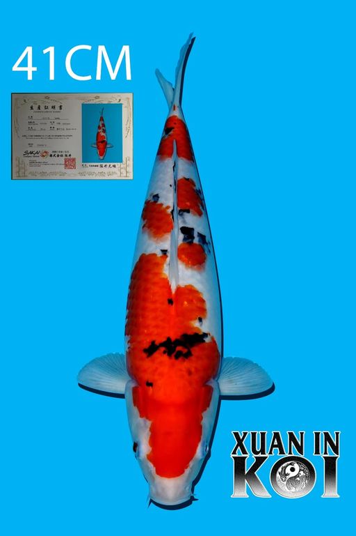 Lelang Koi Online, Jual Beli Ikan Koi, Pusat Jual Beli Koi, Info Lelang Koi Hari Ini, Platform Jual Beli Koi, Jual Beli Ikan Koi Online, Marketplace Ikan Koi, Jual Koi Terbaik, Tempat Beli Koi Berkualitas, Pasar Ikan Koi Online Terpercaya, Penjual Ikan Koi Terpercaya, Beli Koi Hias Online, Ikan Koi untuk Dijual, Koi Kualitas Terbaik, Toko Online Ikan Koi, Koi Hias Untuk Dijual, Jual Beli Ikan Koi Lokal, Koi Indonesia Online, Pusat Jual Beli Koi Terbesar
