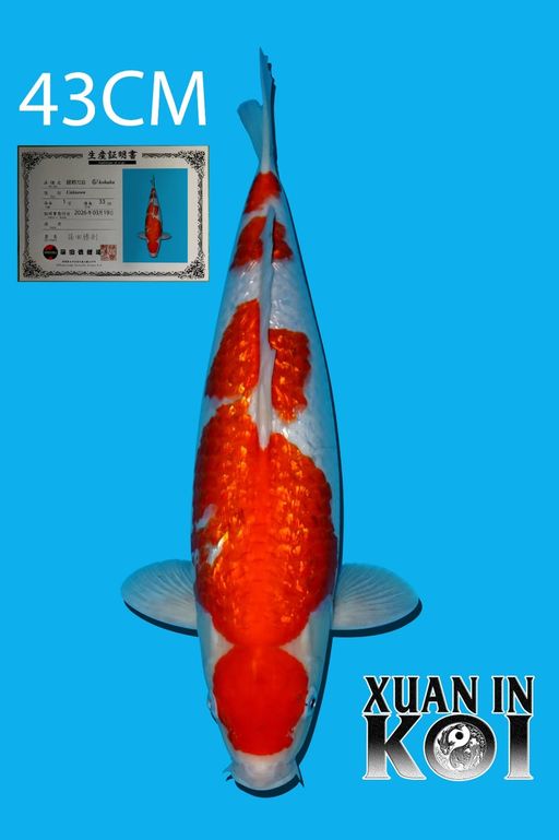 Lelang Koi Online, Jual Beli Ikan Koi, Pusat Jual Beli Koi, Info Lelang Koi Hari Ini, Platform Jual Beli Koi, Jual Beli Ikan Koi Online, Marketplace Ikan Koi, Jual Koi Terbaik, Tempat Beli Koi Berkualitas, Pasar Ikan Koi Online Terpercaya, Penjual Ikan Koi Terpercaya, Beli Koi Hias Online, Ikan Koi untuk Dijual, Koi Kualitas Terbaik, Toko Online Ikan Koi, Koi Hias Untuk Dijual, Jual Beli Ikan Koi Lokal, Koi Indonesia Online, Pusat Jual Beli Koi Terbesar