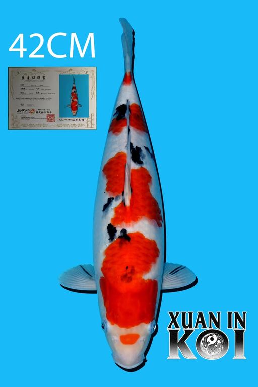 Lelang Koi Online, Jual Beli Ikan Koi, Pusat Jual Beli Koi, Info Lelang Koi Hari Ini, Platform Jual Beli Koi, Jual Beli Ikan Koi Online, Marketplace Ikan Koi, Jual Koi Terbaik, Tempat Beli Koi Berkualitas, Pasar Ikan Koi Online Terpercaya, Penjual Ikan Koi Terpercaya, Beli Koi Hias Online, Ikan Koi untuk Dijual, Koi Kualitas Terbaik, Toko Online Ikan Koi, Koi Hias Untuk Dijual, Jual Beli Ikan Koi Lokal, Koi Indonesia Online, Pusat Jual Beli Koi Terbesar