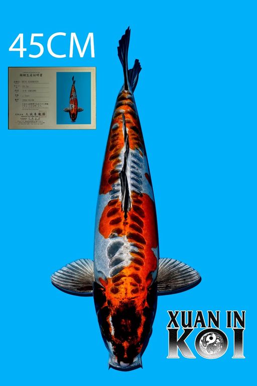 Lelang Koi Online, Jual Beli Ikan Koi, Pusat Jual Beli Koi, Info Lelang Koi Hari Ini, Platform Jual Beli Koi, Jual Beli Ikan Koi Online, Marketplace Ikan Koi, Jual Koi Terbaik, Tempat Beli Koi Berkualitas, Pasar Ikan Koi Online Terpercaya, Penjual Ikan Koi Terpercaya, Beli Koi Hias Online, Ikan Koi untuk Dijual, Koi Kualitas Terbaik, Toko Online Ikan Koi, Koi Hias Untuk Dijual, Jual Beli Ikan Koi Lokal, Koi Indonesia Online, Pusat Jual Beli Koi Terbesar