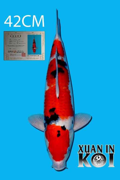 Lelang Koi Online, Jual Beli Ikan Koi, Pusat Jual Beli Koi, Info Lelang Koi Hari Ini, Platform Jual Beli Koi, Jual Beli Ikan Koi Online, Marketplace Ikan Koi, Jual Koi Terbaik, Tempat Beli Koi Berkualitas, Pasar Ikan Koi Online Terpercaya, Penjual Ikan Koi Terpercaya, Beli Koi Hias Online, Ikan Koi untuk Dijual, Koi Kualitas Terbaik, Toko Online Ikan Koi, Koi Hias Untuk Dijual, Jual Beli Ikan Koi Lokal, Koi Indonesia Online, Pusat Jual Beli Koi Terbesar