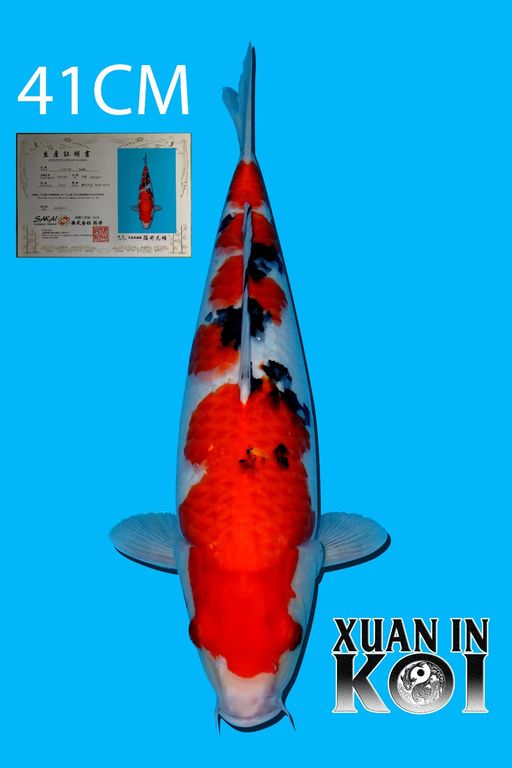 Lelang Koi Online, Jual Beli Ikan Koi, Pusat Jual Beli Koi, Info Lelang Koi Hari Ini, Platform Jual Beli Koi, Jual Beli Ikan Koi Online, Marketplace Ikan Koi, Jual Koi Terbaik, Tempat Beli Koi Berkualitas, Pasar Ikan Koi Online Terpercaya, Penjual Ikan Koi Terpercaya, Beli Koi Hias Online, Ikan Koi untuk Dijual, Koi Kualitas Terbaik, Toko Online Ikan Koi, Koi Hias Untuk Dijual, Jual Beli Ikan Koi Lokal, Koi Indonesia Online, Pusat Jual Beli Koi Terbesar