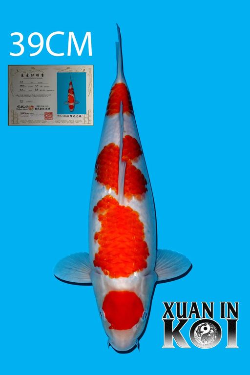 Lelang Koi Online, Jual Beli Ikan Koi, Pusat Jual Beli Koi, Info Lelang Koi Hari Ini, Platform Jual Beli Koi, Jual Beli Ikan Koi Online, Marketplace Ikan Koi, Jual Koi Terbaik, Tempat Beli Koi Berkualitas, Pasar Ikan Koi Online Terpercaya, Penjual Ikan Koi Terpercaya, Beli Koi Hias Online, Ikan Koi untuk Dijual, Koi Kualitas Terbaik, Toko Online Ikan Koi, Koi Hias Untuk Dijual, Jual Beli Ikan Koi Lokal, Koi Indonesia Online, Pusat Jual Beli Koi Terbesar