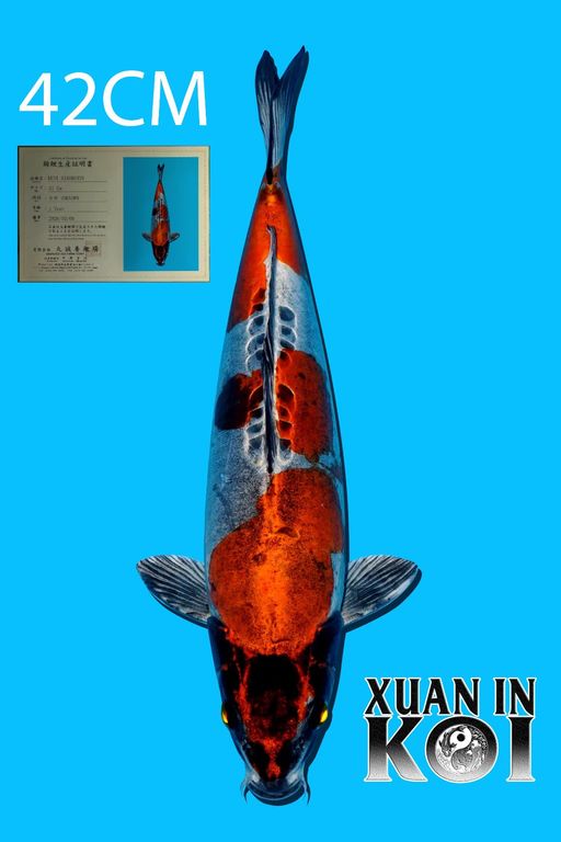 Lelang Koi Online, Jual Beli Ikan Koi, Pusat Jual Beli Koi, Info Lelang Koi Hari Ini, Platform Jual Beli Koi, Jual Beli Ikan Koi Online, Marketplace Ikan Koi, Jual Koi Terbaik, Tempat Beli Koi Berkualitas, Pasar Ikan Koi Online Terpercaya, Penjual Ikan Koi Terpercaya, Beli Koi Hias Online, Ikan Koi untuk Dijual, Koi Kualitas Terbaik, Toko Online Ikan Koi, Koi Hias Untuk Dijual, Jual Beli Ikan Koi Lokal, Koi Indonesia Online, Pusat Jual Beli Koi Terbesar