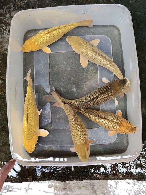 Lelang Koi Online, Jual Beli Ikan Koi, Pusat Jual Beli Koi, Info Lelang Koi Hari Ini, Platform Jual Beli Koi, Jual Beli Ikan Koi Online, Marketplace Ikan Koi, Jual Koi Terbaik, Tempat Beli Koi Berkualitas, Pasar Ikan Koi Online Terpercaya, Penjual Ikan Koi Terpercaya, Beli Koi Hias Online, Ikan Koi untuk Dijual, Koi Kualitas Terbaik, Toko Online Ikan Koi, Koi Hias Untuk Dijual, Jual Beli Ikan Koi Lokal, Koi Indonesia Online, Pusat Jual Beli Koi Terbesar