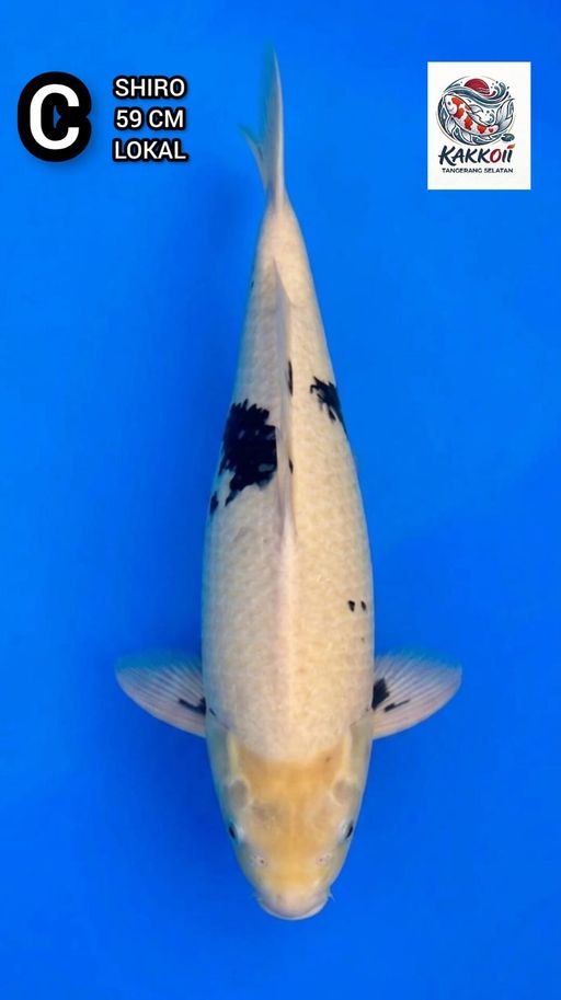 Lelang Koi Online, Jual Beli Ikan Koi, Pusat Jual Beli Koi, Info Lelang Koi Hari Ini, Platform Jual Beli Koi, Jual Beli Ikan Koi Online, Marketplace Ikan Koi, Jual Koi Terbaik, Tempat Beli Koi Berkualitas, Pasar Ikan Koi Online Terpercaya, Penjual Ikan Koi Terpercaya, Beli Koi Hias Online, Ikan Koi untuk Dijual, Koi Kualitas Terbaik, Toko Online Ikan Koi, Koi Hias Untuk Dijual, Jual Beli Ikan Koi Lokal, Koi Indonesia Online, Pusat Jual Beli Koi Terbesar