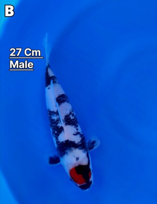 Lelang Koi Online, Jual Beli Ikan Koi, Pusat Jual Beli Koi, Info Lelang Koi Hari Ini, Platform Jual Beli Koi, Jual Beli Ikan Koi Online, Marketplace Ikan Koi, Jual Koi Terbaik, Tempat Beli Koi Berkualitas, Pasar Ikan Koi Online Terpercaya, Penjual Ikan Koi Terpercaya, Beli Koi Hias Online, Ikan Koi untuk Dijual, Koi Kualitas Terbaik, Toko Online Ikan Koi, Koi Hias Untuk Dijual, Jual Beli Ikan Koi Lokal, Koi Indonesia Online, Pusat Jual Beli Koi Terbesar