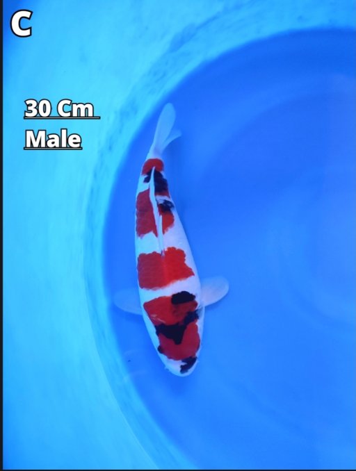 Lelang Koi Online, Jual Beli Ikan Koi, Pusat Jual Beli Koi, Info Lelang Koi Hari Ini, Platform Jual Beli Koi, Jual Beli Ikan Koi Online, Marketplace Ikan Koi, Jual Koi Terbaik, Tempat Beli Koi Berkualitas, Pasar Ikan Koi Online Terpercaya, Penjual Ikan Koi Terpercaya, Beli Koi Hias Online, Ikan Koi untuk Dijual, Koi Kualitas Terbaik, Toko Online Ikan Koi, Koi Hias Untuk Dijual, Jual Beli Ikan Koi Lokal, Koi Indonesia Online, Pusat Jual Beli Koi Terbesar