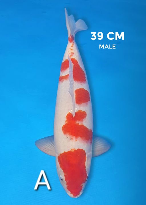 Lelang Koi Online, Jual Beli Ikan Koi, Pusat Jual Beli Koi, Info Lelang Koi Hari Ini, Platform Jual Beli Koi, Jual Beli Ikan Koi Online, Marketplace Ikan Koi, Jual Koi Terbaik, Tempat Beli Koi Berkualitas, Pasar Ikan Koi Online Terpercaya, Penjual Ikan Koi Terpercaya, Beli Koi Hias Online, Ikan Koi untuk Dijual, Koi Kualitas Terbaik, Toko Online Ikan Koi, Koi Hias Untuk Dijual, Jual Beli Ikan Koi Lokal, Koi Indonesia Online, Pusat Jual Beli Koi Terbesar
