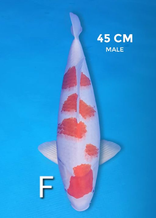 Lelang Koi Online, Jual Beli Ikan Koi, Pusat Jual Beli Koi, Info Lelang Koi Hari Ini, Platform Jual Beli Koi, Jual Beli Ikan Koi Online, Marketplace Ikan Koi, Jual Koi Terbaik, Tempat Beli Koi Berkualitas, Pasar Ikan Koi Online Terpercaya, Penjual Ikan Koi Terpercaya, Beli Koi Hias Online, Ikan Koi untuk Dijual, Koi Kualitas Terbaik, Toko Online Ikan Koi, Koi Hias Untuk Dijual, Jual Beli Ikan Koi Lokal, Koi Indonesia Online, Pusat Jual Beli Koi Terbesar