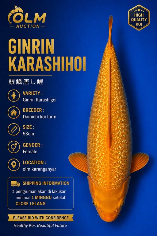 Lelang Koi Online, Jual Beli Ikan Koi, Pusat Jual Beli Koi, Info Lelang Koi Hari Ini, Platform Jual Beli Koi, Jual Beli Ikan Koi Online, Marketplace Ikan Koi, Jual Koi Terbaik, Tempat Beli Koi Berkualitas, Pasar Ikan Koi Online Terpercaya, Penjual Ikan Koi Terpercaya, Beli Koi Hias Online, Ikan Koi untuk Dijual, Koi Kualitas Terbaik, Toko Online Ikan Koi, Koi Hias Untuk Dijual, Jual Beli Ikan Koi Lokal, Koi Indonesia Online, Pusat Jual Beli Koi Terbesar