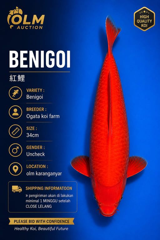Lelang Koi Online, Jual Beli Ikan Koi, Pusat Jual Beli Koi, Info Lelang Koi Hari Ini, Platform Jual Beli Koi, Jual Beli Ikan Koi Online, Marketplace Ikan Koi, Jual Koi Terbaik, Tempat Beli Koi Berkualitas, Pasar Ikan Koi Online Terpercaya, Penjual Ikan Koi Terpercaya, Beli Koi Hias Online, Ikan Koi untuk Dijual, Koi Kualitas Terbaik, Toko Online Ikan Koi, Koi Hias Untuk Dijual, Jual Beli Ikan Koi Lokal, Koi Indonesia Online, Pusat Jual Beli Koi Terbesar