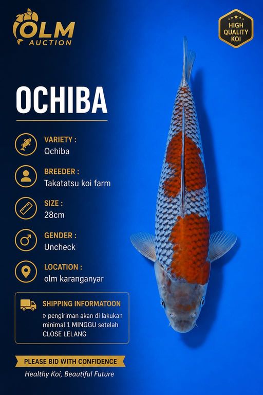 Lelang Koi Online, Jual Beli Ikan Koi, Pusat Jual Beli Koi, Info Lelang Koi Hari Ini, Platform Jual Beli Koi, Jual Beli Ikan Koi Online, Marketplace Ikan Koi, Jual Koi Terbaik, Tempat Beli Koi Berkualitas, Pasar Ikan Koi Online Terpercaya, Penjual Ikan Koi Terpercaya, Beli Koi Hias Online, Ikan Koi untuk Dijual, Koi Kualitas Terbaik, Toko Online Ikan Koi, Koi Hias Untuk Dijual, Jual Beli Ikan Koi Lokal, Koi Indonesia Online, Pusat Jual Beli Koi Terbesar