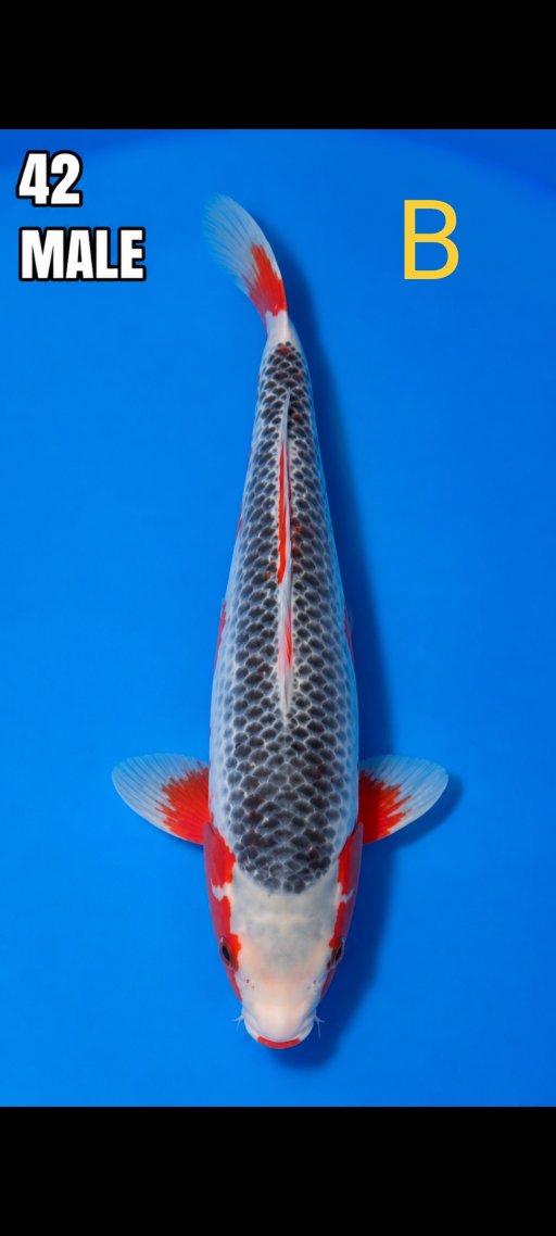 Lelang Koi Online, Jual Beli Ikan Koi, Pusat Jual Beli Koi, Info Lelang Koi Hari Ini, Platform Jual Beli Koi, Jual Beli Ikan Koi Online, Marketplace Ikan Koi, Jual Koi Terbaik, Tempat Beli Koi Berkualitas, Pasar Ikan Koi Online Terpercaya, Penjual Ikan Koi Terpercaya, Beli Koi Hias Online, Ikan Koi untuk Dijual, Koi Kualitas Terbaik, Toko Online Ikan Koi, Koi Hias Untuk Dijual, Jual Beli Ikan Koi Lokal, Koi Indonesia Online, Pusat Jual Beli Koi Terbesar
